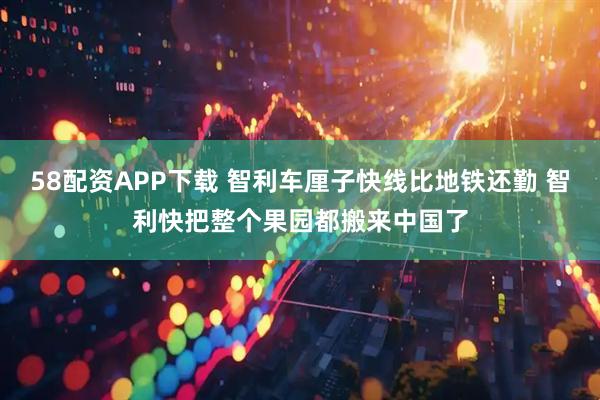 58配资APP下载 智利车厘子快线比地铁还勤 智利快把整个果园都搬来中国了